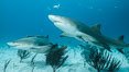 Lemon shark. Bahamas. Image #32018