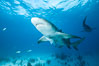 Lemon shark. Bahamas. Image #32019