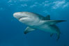 Lemon shark. Bahamas. Image #32020