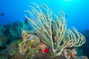 Gorgonian soft corals, Grand Cayman Island. Cayman Islands. Image #32056