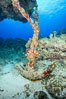 Cayman Islands Caribbean reef scene, Grand Cayman Island. Image #32203