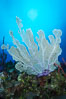 Sea fan gorgonian on coral reef, Grand Cayman Island. Cayman Islands. Image #32238