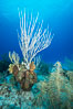 Gorgonian soft corals, Grand Cayman Island. Cayman Islands. Image #32247