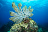 Sea fan gorgonian on coral reef, Grand Cayman Island. Cayman Islands. Image #32249