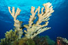 Elkhorn coral, Grand Caymand Island. Cayman Islands. Image #32250