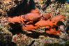 Panamic Soldierfish, Suwanee Reef, Sea of Cortez. Baja California, Mexico. Image #32480