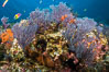 Sea fans and rocky reef, La Reina, Lighthouse Reef, Sea of Cortez. Baja California, Mexico. Image #32482