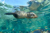 Sea Lion Underwater, Los Islotes, Sea of Cortez. Baja California, Mexico. Image #32503