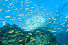 Cortez rainbow wrasse schooling over reef in mating display. Los Islotes, Baja California, Mexico. Image #32576