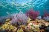 Gorgonian Sea Fans on Rocky Reef, Los Islotes, Sea of Cortez. Baja California, Mexico. Image #32585