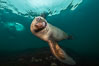 Steller sea lion underwater, Norris Rocks, Hornby Island, British Columbia, Canada. Image #32660