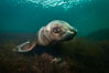 Steller sea lion underwater, Norris Rocks, Hornby Island, British Columbia, Canada. Image #32661