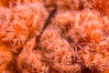 Plumose Anemone, Metridium senile, Hornby Island, British Columbia. Canada. Image #32816