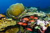 Blotcheye soldierfish and Clipperton Island coral reef, Porites sp. France. Image #32951