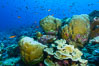 Coral reef of Porites sp., Porites lobata (rounded) and Porites arnaudi (platelike) comprise coral reef at Clipperton Island. France. Image #32954