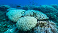 Coral reef expanse composed primarily of porites lobata, Clipperton Island, near eastern Pacific. France. Image #32956