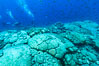 Coral reef expanse composed primarily of porites lobata, Clipperton Island, near eastern Pacific. France. Image #32963