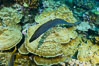 Panamic Green Moral Eel, Gymnothorax castaneus, Clipperton Island. France. Image #32986