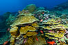 Clipperton Island coral reef, Porites sp. France. Image #32988