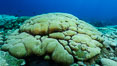 Coral reef expanse composed primarily of porites lobata, Clipperton Island, near eastern Pacific. France. Image #33019