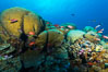 Massive round Porites lobata coral heads, Clipperton Island. France. Image #33031