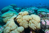 Coral reef expanse composed primarily of porites lobata, Clipperton Island, near eastern Pacific. France. Image #33058