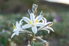 Desert Lily in bloom, Anza Borrego Desert State Park. Anza-Borrego Desert State Park, Borrego Springs, California, USA. Image #33110