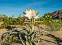 Desert Lily in bloom, Anza Borrego Desert State Park. Anza-Borrego Desert State Park, Borrego Springs, California, USA. Image #33128