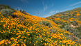 California Poppies, Diamond Valley Lake, Hemet. USA. Image #33133