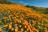 California Poppies, Diamond Valley Lake, Hemet. USA. Image #33135