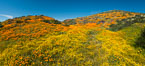 Wildflowers carpets the hills at Diamond Valley Lake, Hemet. California, USA. Image #33138