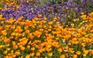 California Poppies, Diamond Valley Lake, Hemet. USA. Image #33140