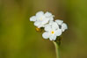 Wildflowers, Santa Rosa Plateau. Santa Rosa Plateau Ecological Reserve, Murrieta, California, USA. Image #33148