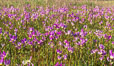 Shooting stars, a springtime flower, blooming on the Santa Rosa Plateau. Santa Rosa Plateau Ecological Reserve, Murrieta, California, USA. Image #33152