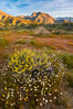 Wildflowers bloom in Anza Borrego Desert State Park, during the 2017 Superbloom. Anza-Borrego Desert State Park, Borrego Springs, California, USA. Image #33173