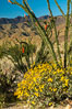 Brittlebush bloom in Anza Borrego Desert State Park, during the 2017 Superbloom. Anza-Borrego Desert State Park, Borrego Springs, California, USA. Image #33190