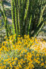 Brittlebush bloom in Anza Borrego Desert State Park, during the 2017 Superbloom. Anza-Borrego Desert State Park, Borrego Springs, California, USA. Image #33196