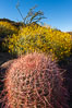 Barrel Cactus and Brittlebush in Anza Borrego Desert State Park, during the 2017 Superbloom. Anza-Borrego Desert State Park, Borrego Springs, California, USA. Image #33199