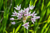Wildflowers, Rancho La Costa, Carlsbad. California, USA. Image #33204