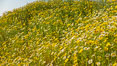 Wildflowers, Rancho La Costa, Carlsbad. California, USA. Image #33222
