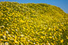 Wildflowers, Rancho La Costa, Carlsbad. California, USA. Image #33224