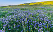Wildflowers bloom across Carrizo Plains National Monument, during the 2017 Superbloom. Carrizo Plain National Monument, California, USA. Image #33227