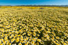 Wildflowers bloom across Carrizo Plains National Monument, during the 2017 Superbloom. Carrizo Plain National Monument, California, USA. Image #33233