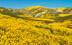 Wildflowers bloom across Carrizo Plains National Monument, during the 2017 Superbloom. Carrizo Plain National Monument, California, USA. Image #33243