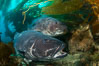 Giant black sea bass, gathering in a mating - courtship aggregation amid kelp forest, Catalina Island. California, USA. Image #33359