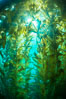 Sunlight streams through giant kelp forest. Giant kelp, the fastest growing plant on Earth, reaches from the rocky reef to the ocean's surface like a submarine forest. Catalina Island, California, USA. Image #33435