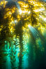Sunlight streams through giant kelp forest. Giant kelp, the fastest growing plant on Earth, reaches from the rocky reef to the ocean's surface like a submarine forest. Catalina Island, California, USA. Image #33436