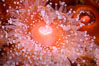 Corynactis anemone polyp, a corallimorph,  extends its arms into passing ocean currents to catch food. San Diego, California, USA. Image #33472