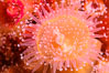Corynactis anemone polyp, a corallimorph,  extends its arms into passing ocean currents to catch food. San Diego, California, USA. Image #33474