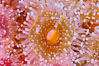 Corynactis anemone polyp, a corallimorph,  extends its arms into passing ocean currents to catch food. San Diego, California, USA. Image #33476